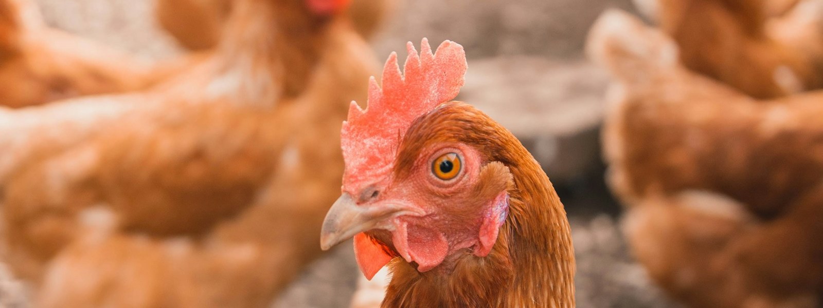 A Private Farm Group: 8 Farm, 4 Pulau, Satu Sistem